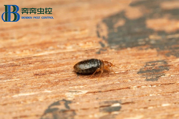 臭虫不可怕，教你消灭他