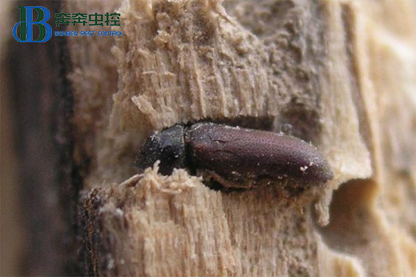 家具中发现粉蠹虫应该如何防治