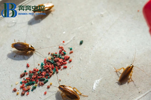 冬日战“螂”攻略