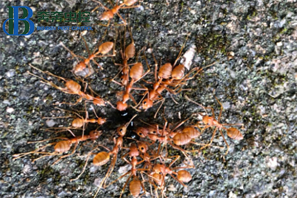 红火蚁有啥危害,如何防治?