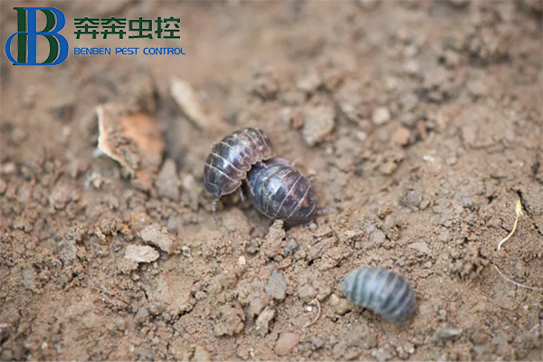 守护生活空间,远离鼠妇困扰