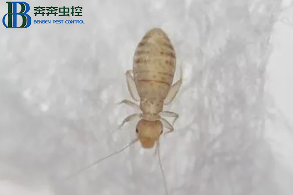家里出现的小虫子——书虱