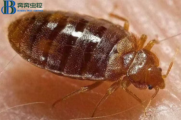 臭虫的防治方法及注意事项