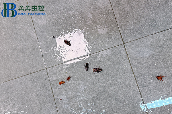 气温升高!家中“小强”出没!