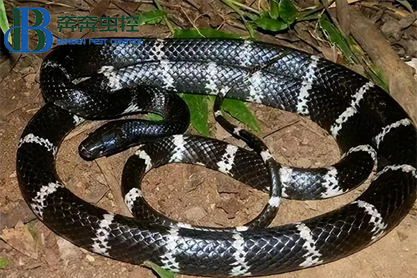 夏日蛇类活跃季,如何防治蛇?